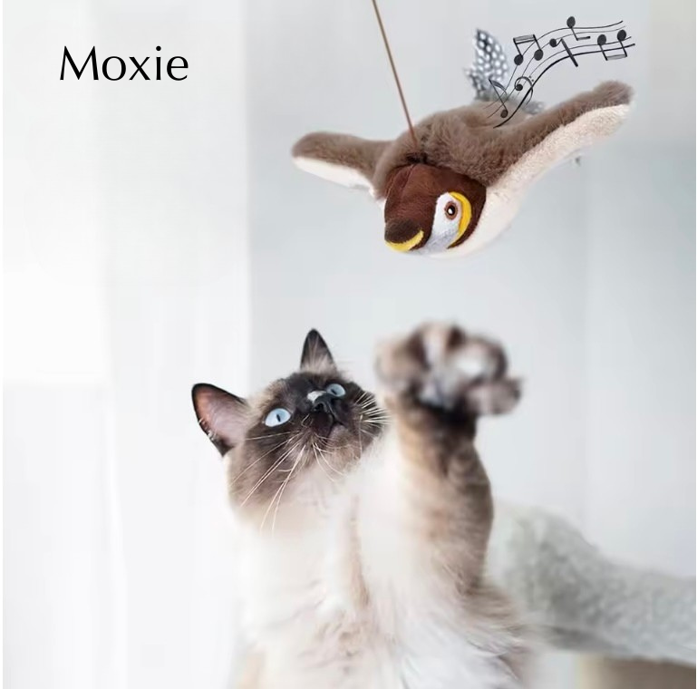 Moxie-Vogelspielzeug – das neue Lieblingsspielzeug Ihrer Katze!